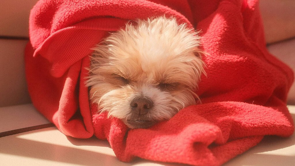 Small puppy asleep wrapped in a red fleece blanket
