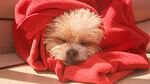 Small puppy asleep wrapped in a red fleece blanket