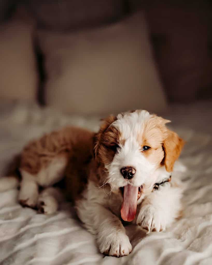 Spaniel puppy lying on a soft cream dog bed