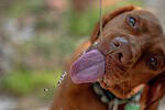 Red-brown dog sticking out its long tongue, with water droplets in the air