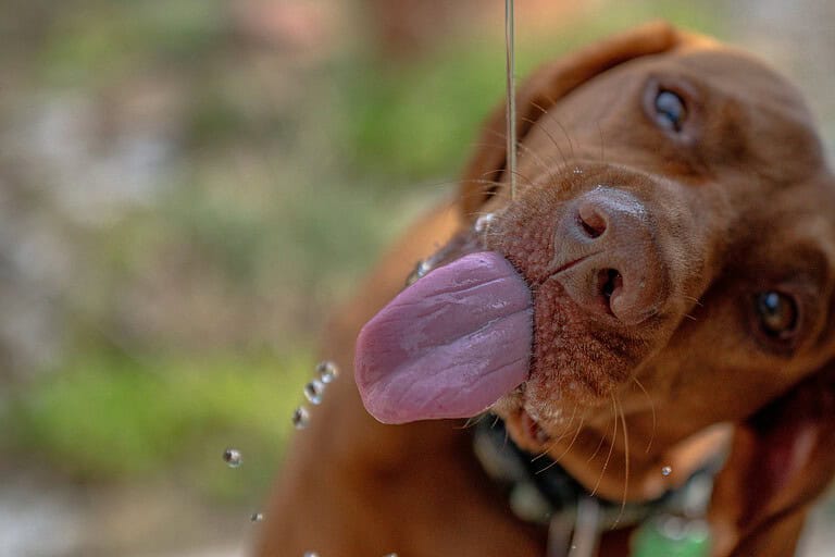 Red-brown dog sticking out its long tongue, with water droplets in the air