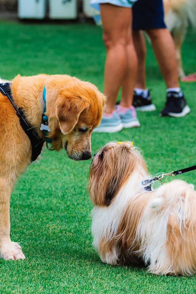 Golden retriever and small dog meeting on grass with people in background.
