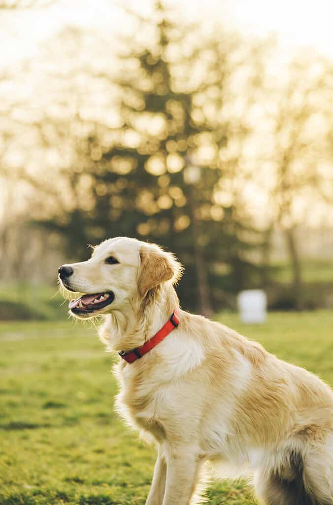 Golden Retriever in a red collar sitting on grass in side profile facing left with mouth open, backlit trees behind.