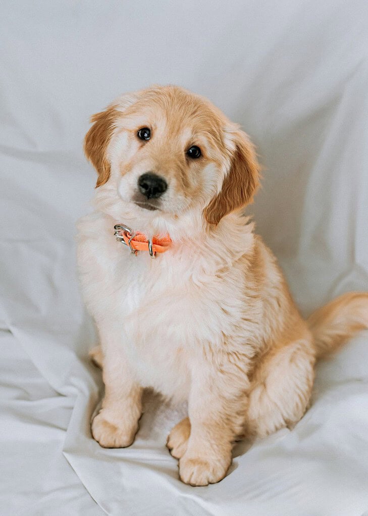 Golden retriever puppy in an orange collar sitting on a white sheet backdrop with its head tilted toward the camera.