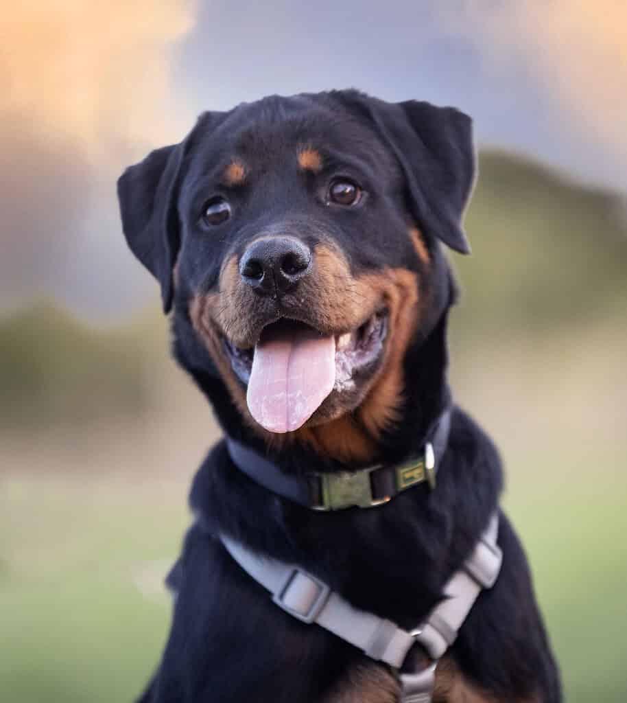 Adorable Rottweiler dog wearing a harness and collar outdoors.
