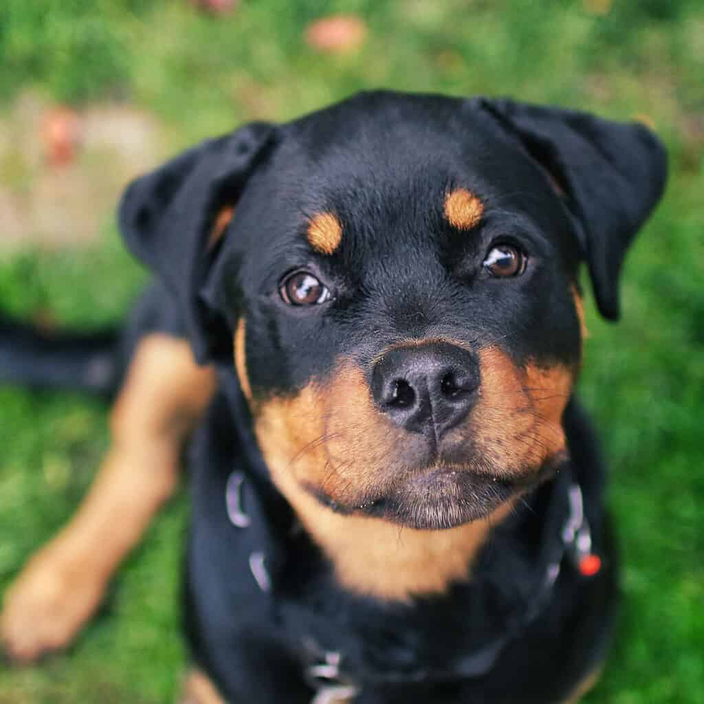 Black-and-tan Rottweiler puppy wearing a collar sitting on a lawn, looking up at the camera from above.