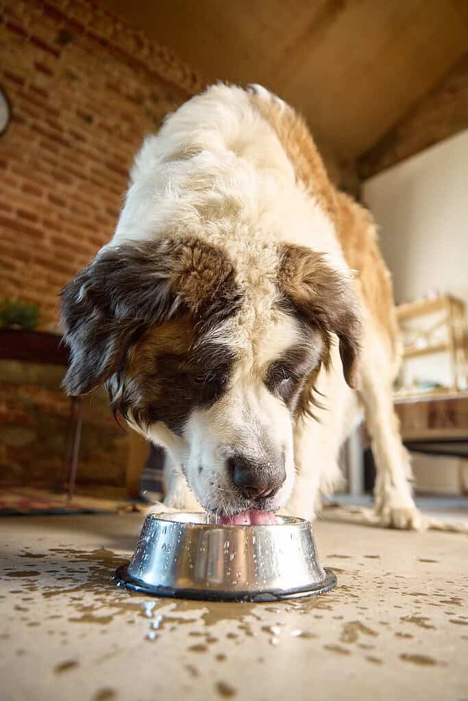 Dog with white and brown fur eating from a metal bowl on the floor.