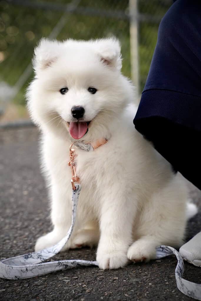 Adorable white Samoyed puppy with a pink collar and NFC pet ID tag.