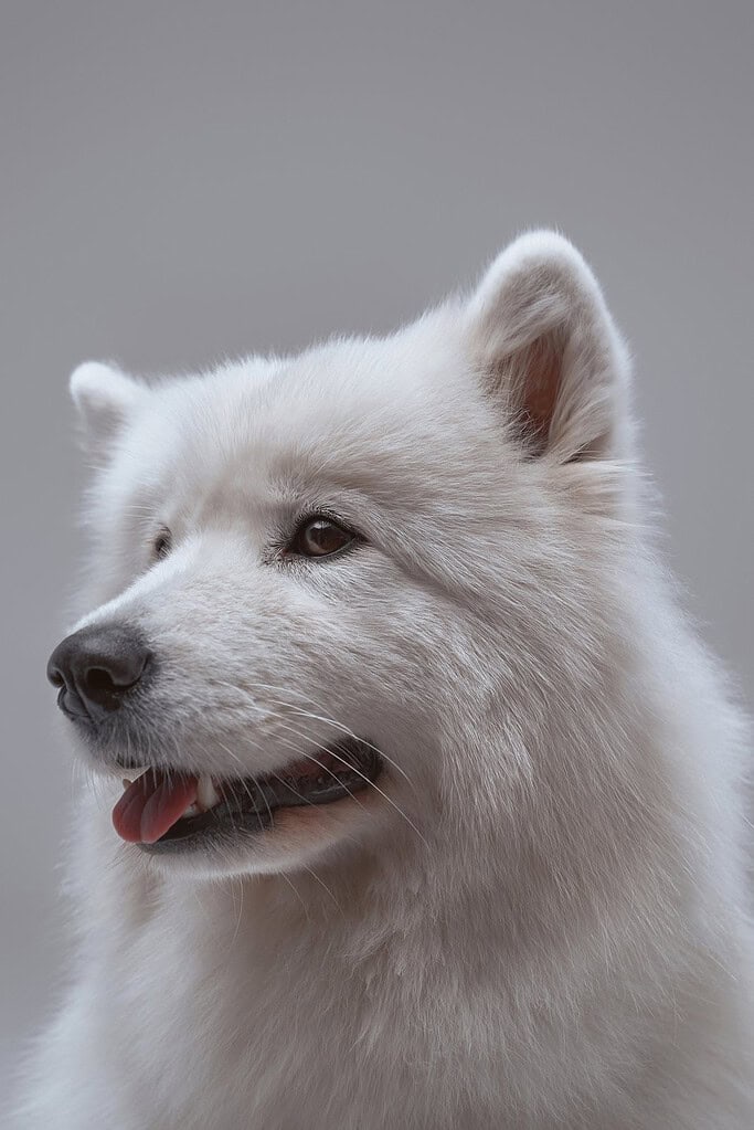 White Samoyed head in profile facing left with mouth slightly open against a plain grey studio background.