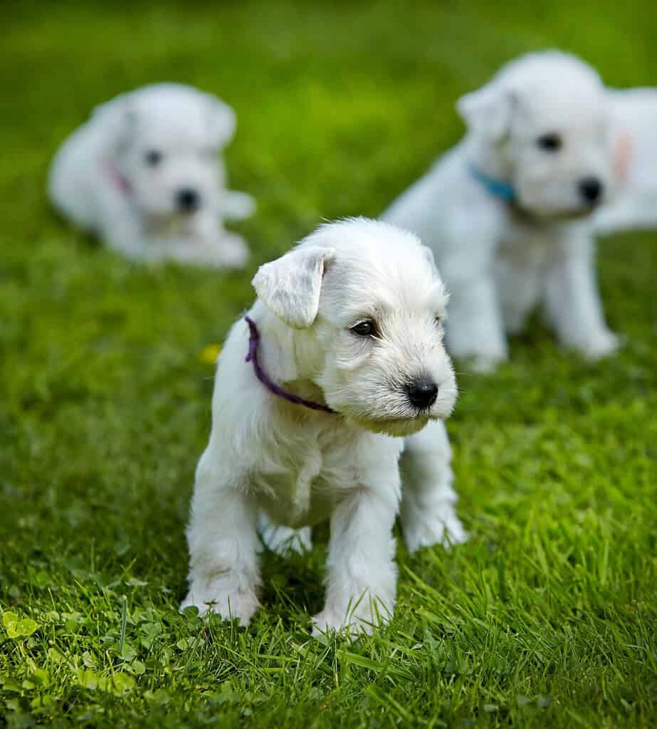 Three white schnauzer-type puppies in coloured collars on a green lawn, one standing in the foreground.