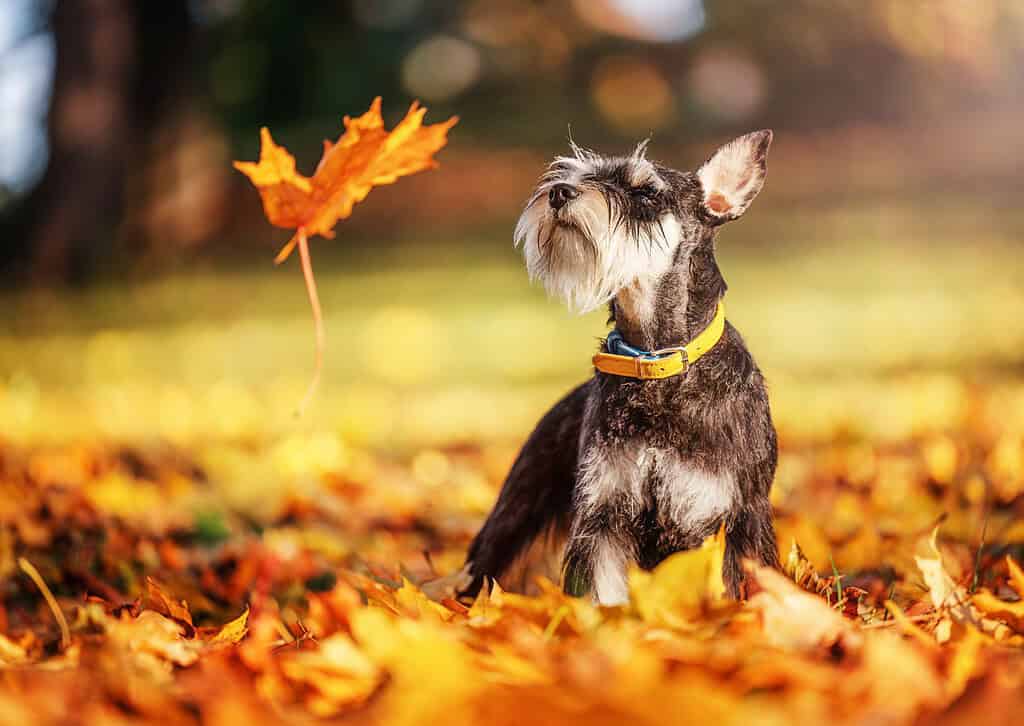 Miniature schnauzer sitting in fallen orange leaves as an autumn leaf drifts down beside it