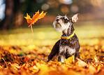 Miniature schnauzer sitting in fallen orange leaves as an autumn leaf drifts down beside it