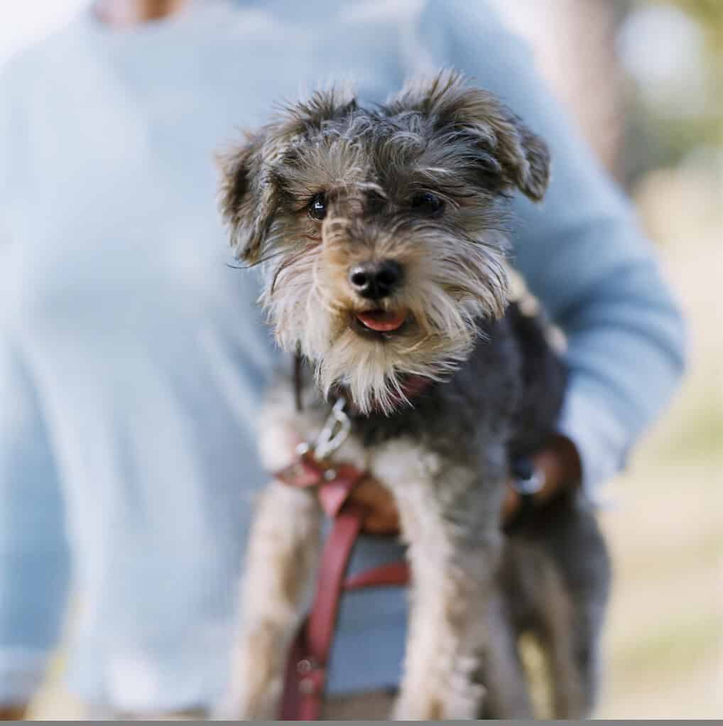 Grey schnauzer mix in a red harness held by a person in a light blue sweater outdoors, with the dog's face in focus.