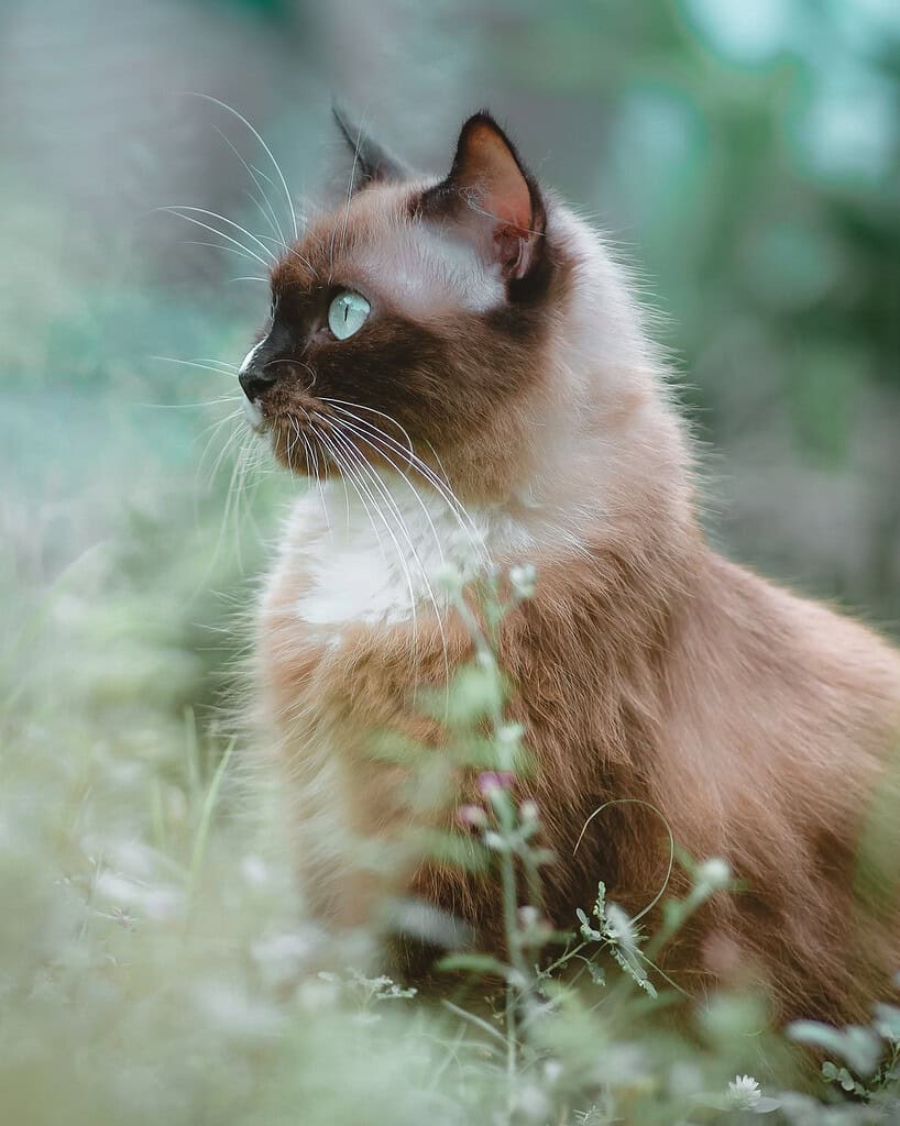 Siamese cat with blue eyes sitting outdoors among greenery.