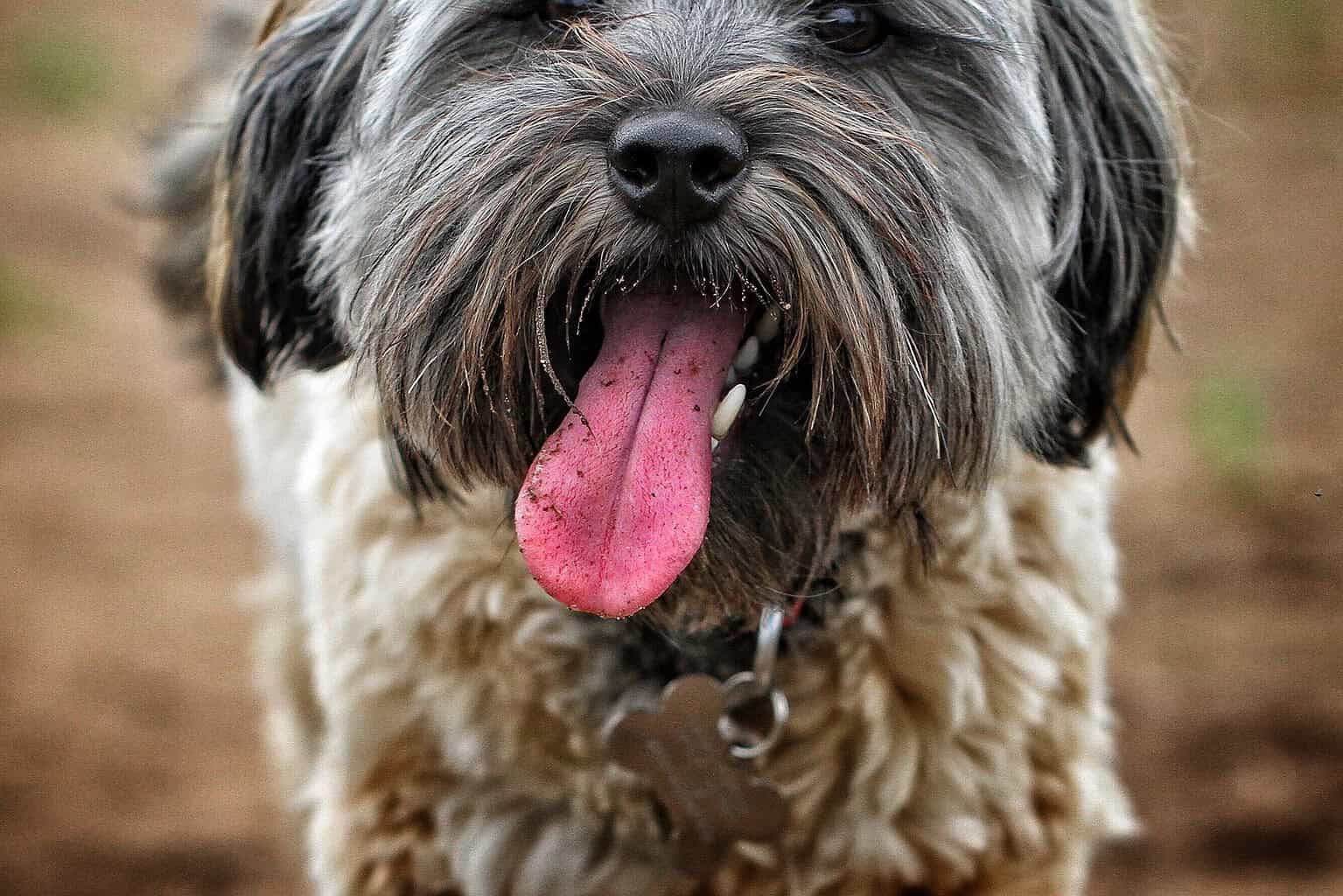 Shaggy grey dog with tongue out wearing tags on its collar