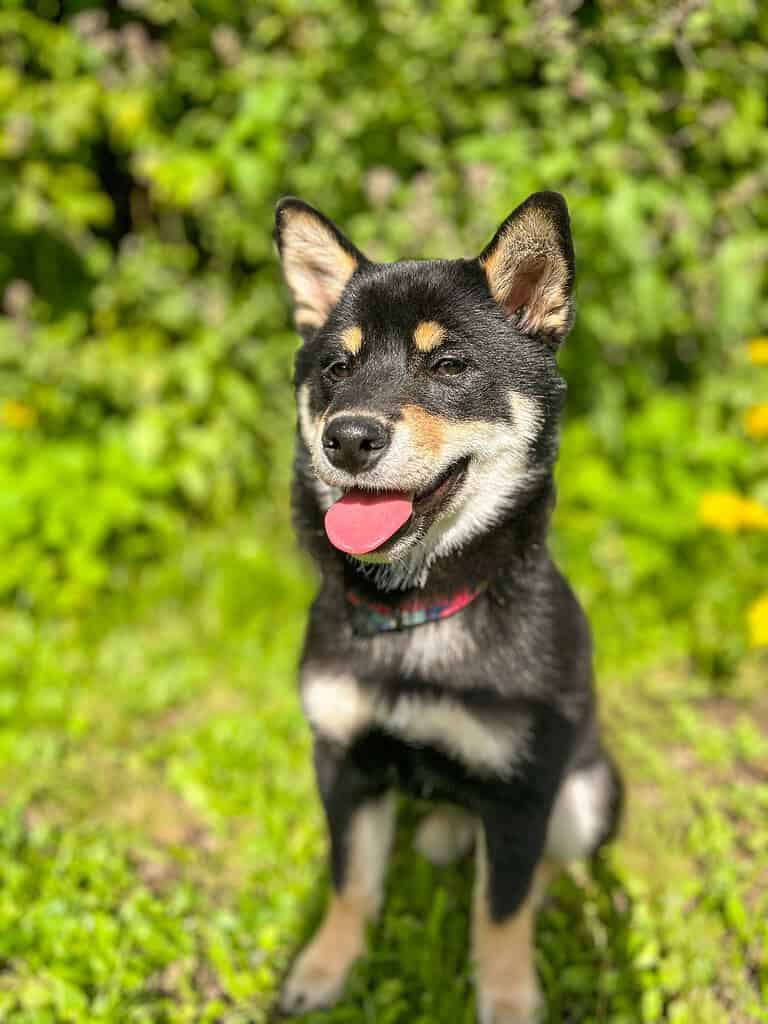Black-and-tan Shiba Inu in a collar sitting in sunlit grass with tongue out, with green bushes and yellow flowers behind.