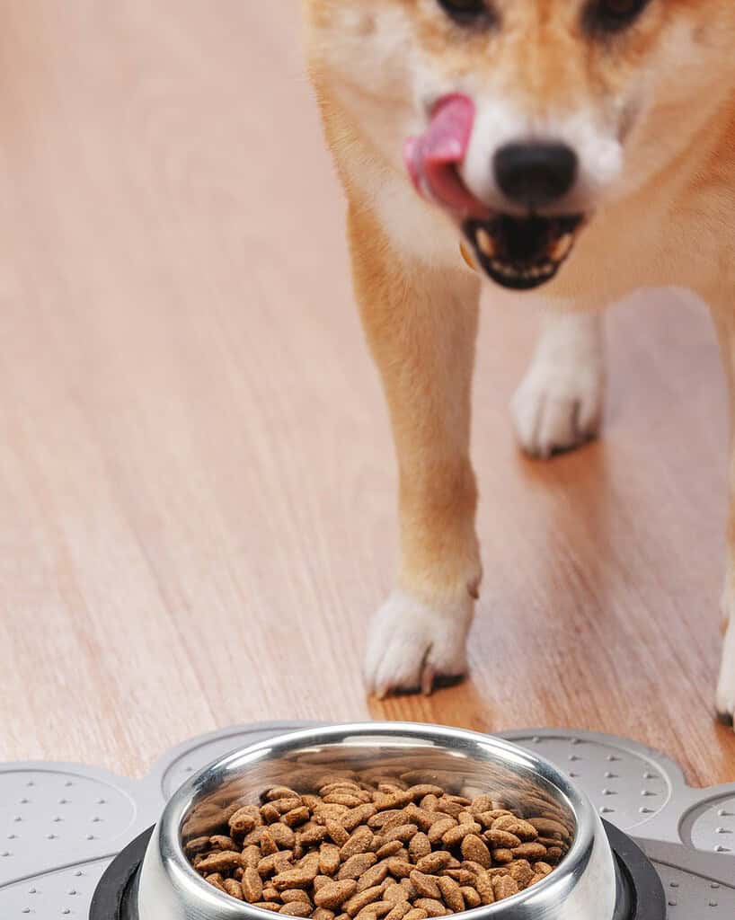 Shiba Inu licking its lips next to a bowl of kibble
