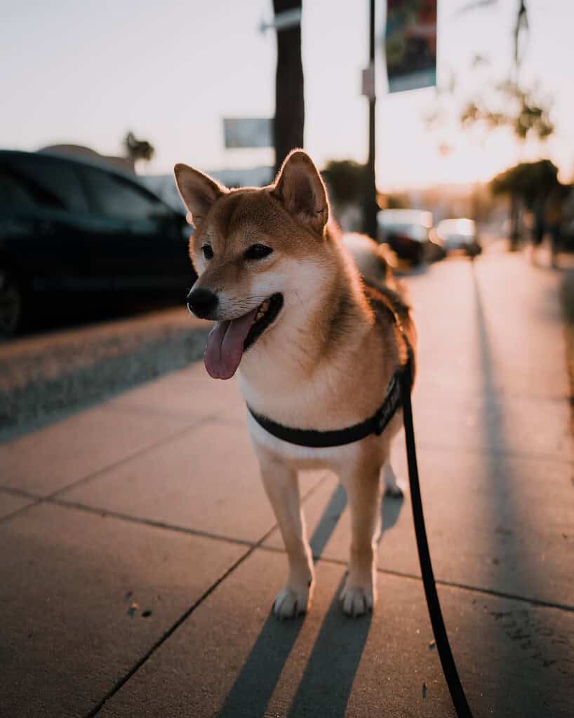Shiba Inu in a harness on a leash during an evening walk on a sunlit sidewalk