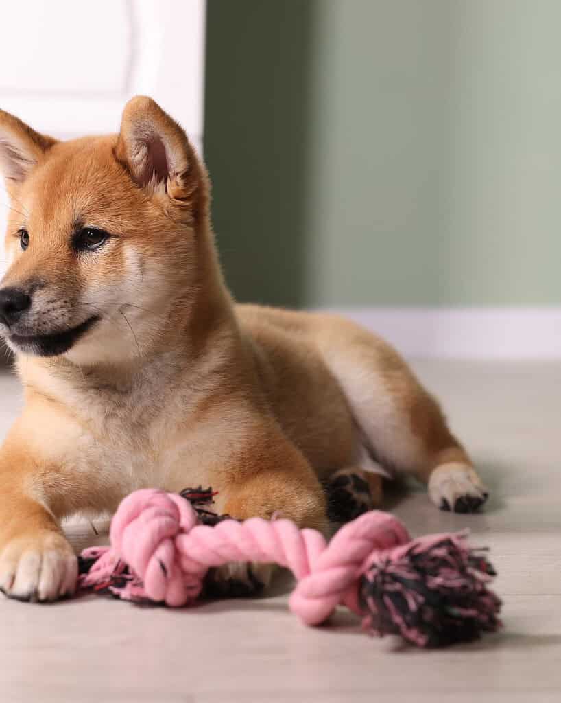 A Shiba Inu puppy lying on a wood floor indoors with a pink knotted rope tug toy between its paws