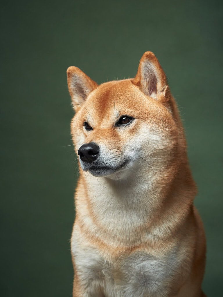 Red Shiba Inu sitting and looking off to the left against a dark green studio background.
