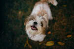 Small tan-and-white dog looking up from ground covered in fallen autumn leaves