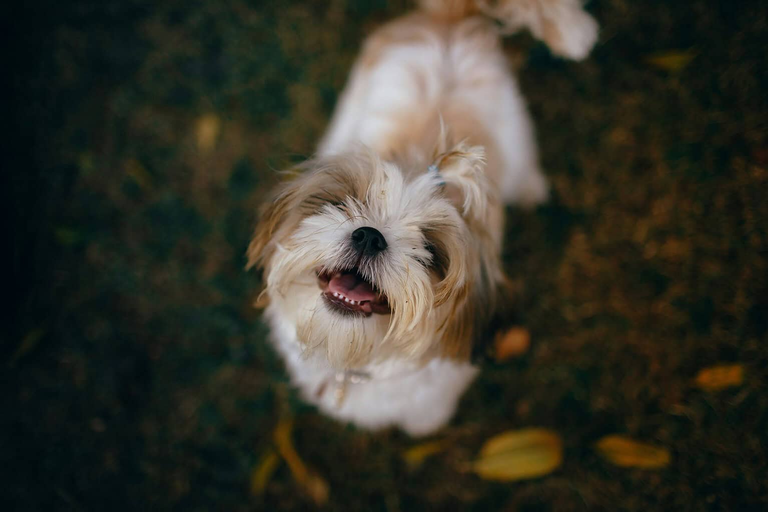 Small tan-and-white dog looking up from ground covered in fallen autumn leaves