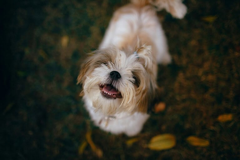 Small tan-and-white dog looking up from ground covered in fallen autumn leaves