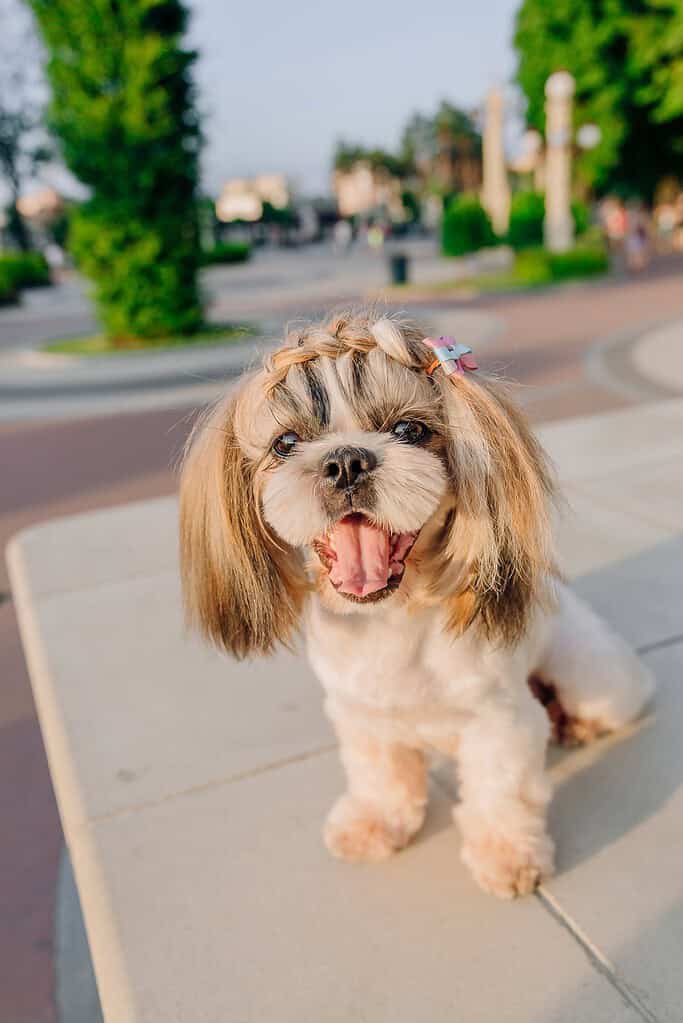 Cute dog with a pink bow and designer acrylic pet tag in an outdoor park setting.
