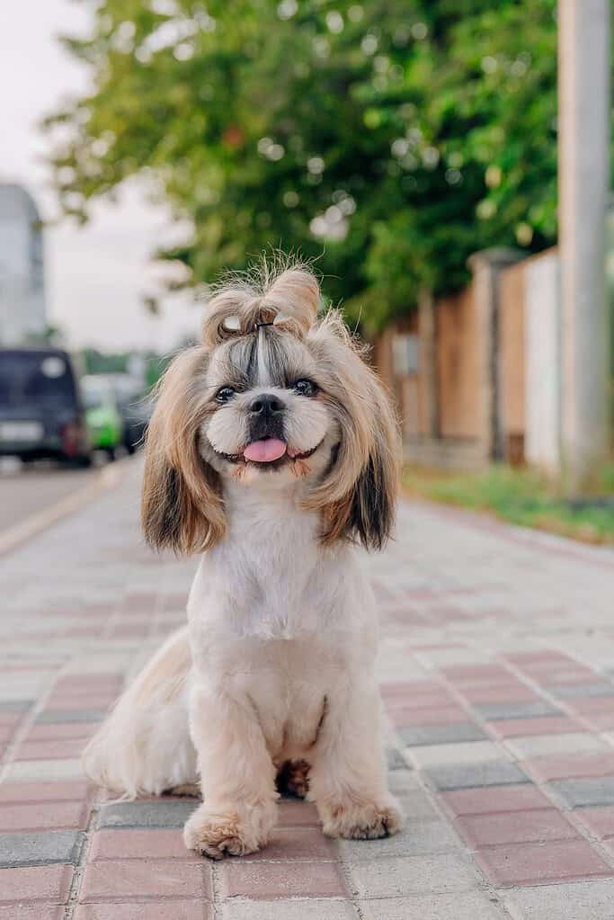 Shih Tzu with a topknot sitting on a brick-paved city sidewalk with tongue out.