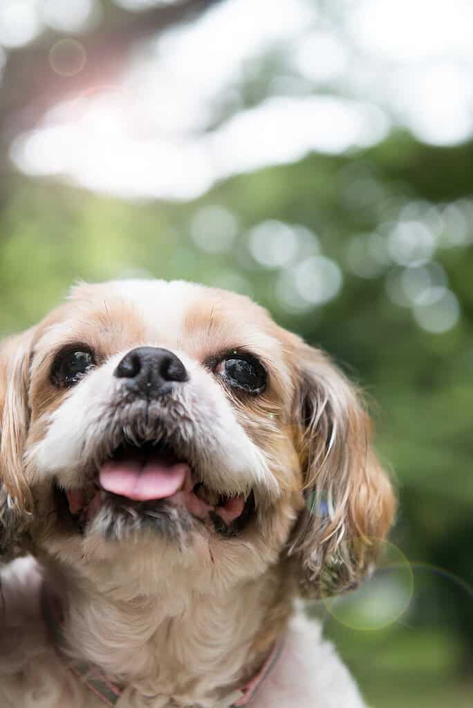 Tan and white Shih Tzu with a short coat looking up at camera with tongue out, blurred green trees behind.