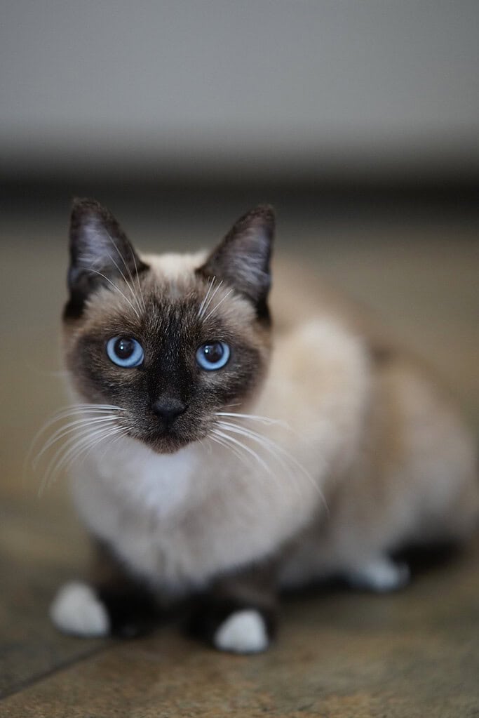 Seal point Siamese-type cat with blue eyes crouching on the floor, looking at the camera