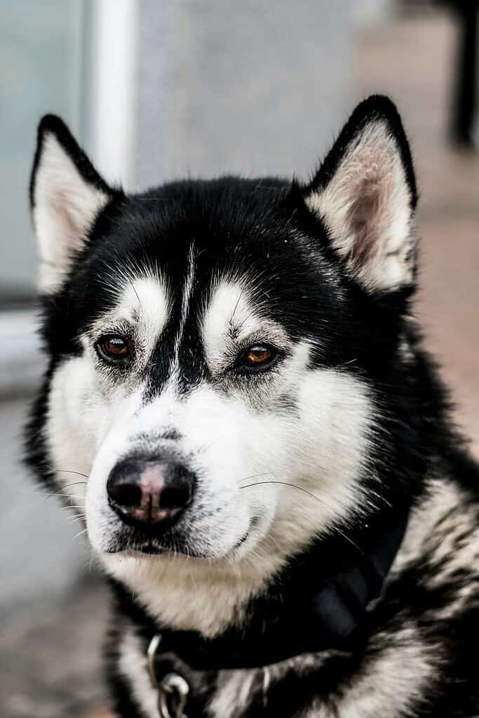 Black and white Siberian Husky wearing a black collar, head-and-shoulders view looking slightly left.