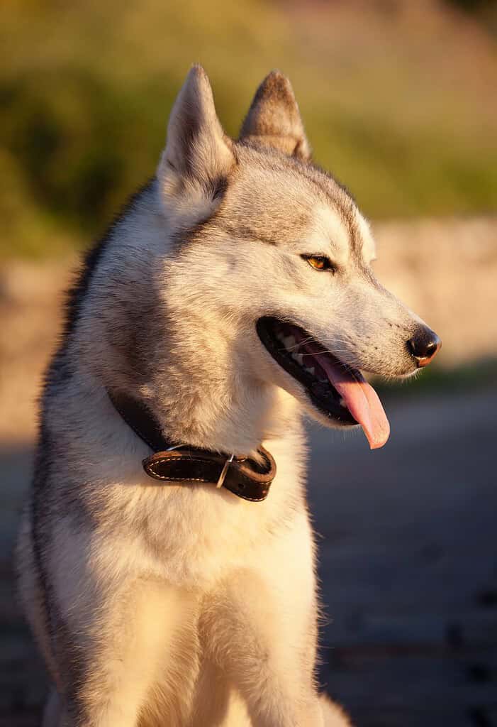 Grey and white Siberian Husky in a brown leather collar in side profile facing right with tongue out, warm sunset light.