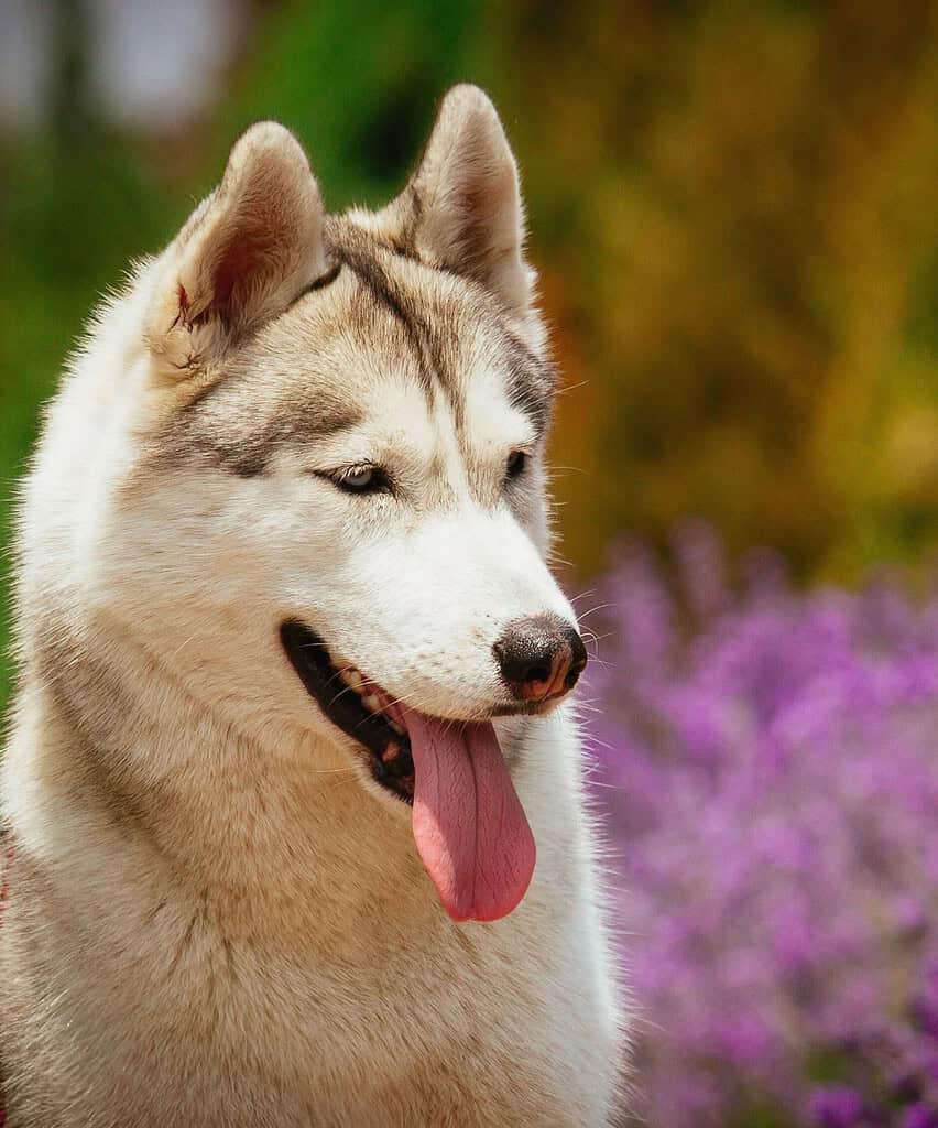 Grey-and-white Siberian husky head and shoulders with tongue out, looking to the right.