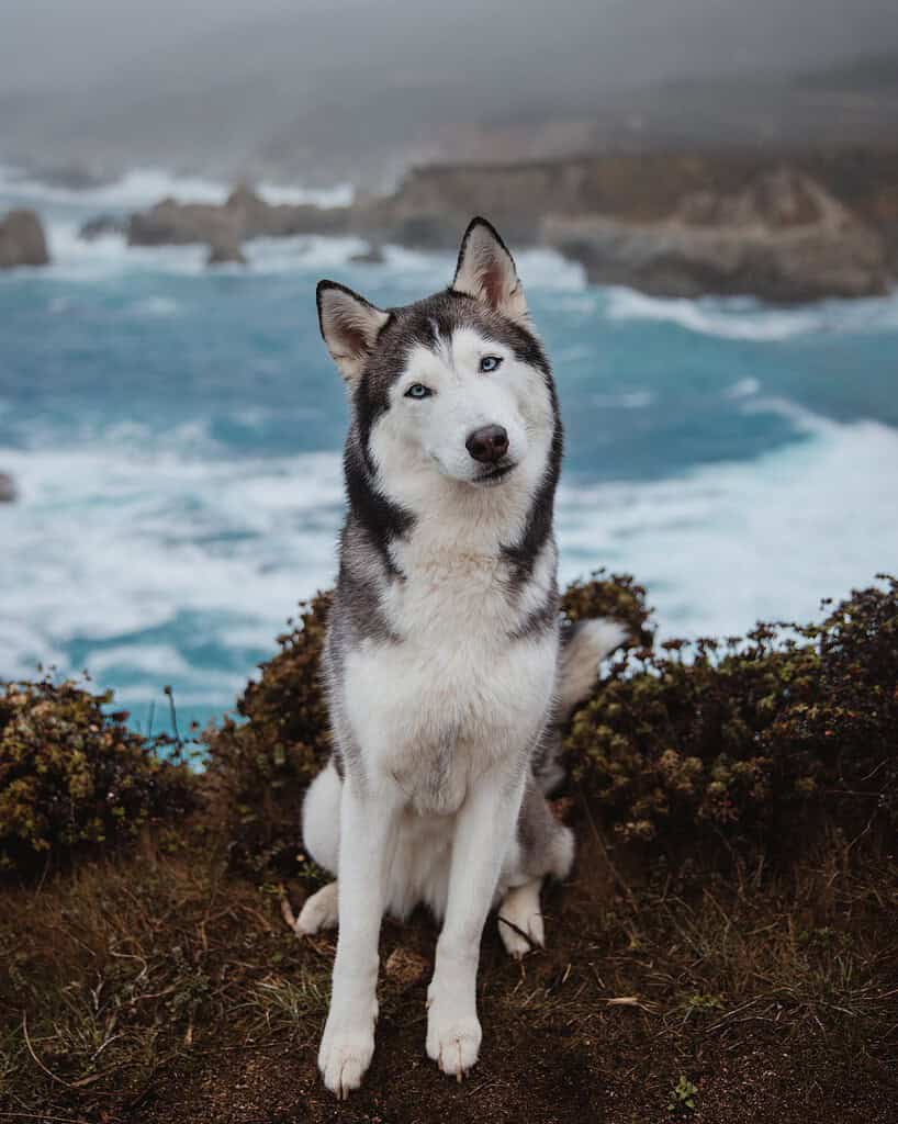 Husky sitting on coastal rocks with ocean waves in background.