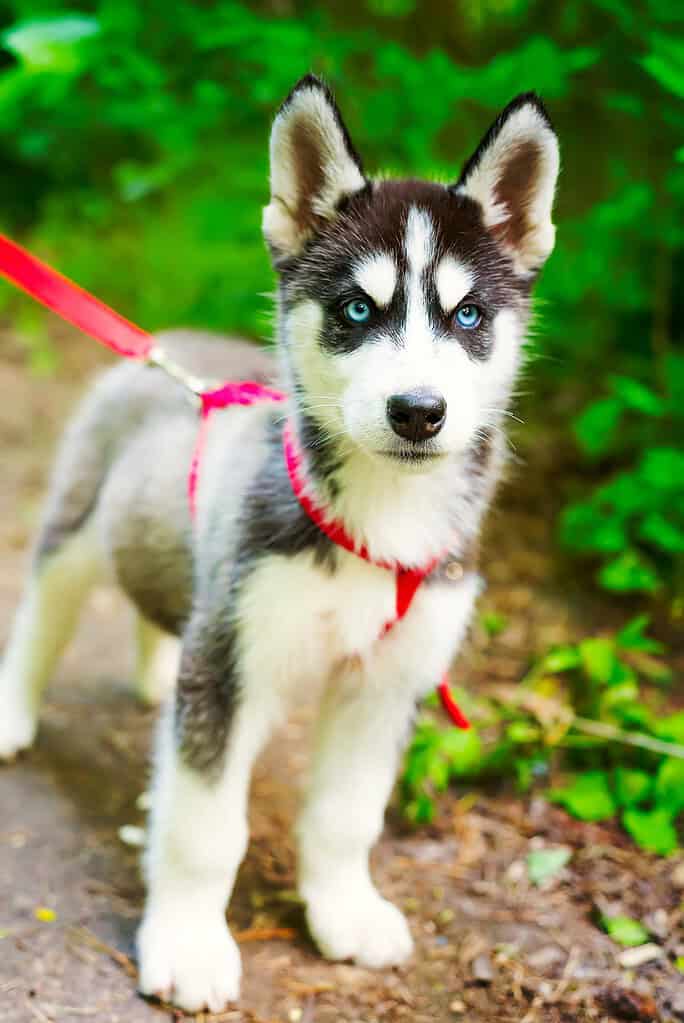 Cute husky puppy with blue eyes on a walk in the park.
