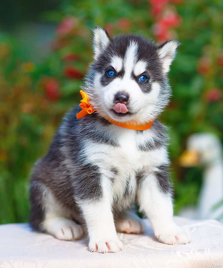 Black and white Siberian Husky puppy with blue eyes wearing an orange ribbon bow sitting on a white cloth with tongue out.