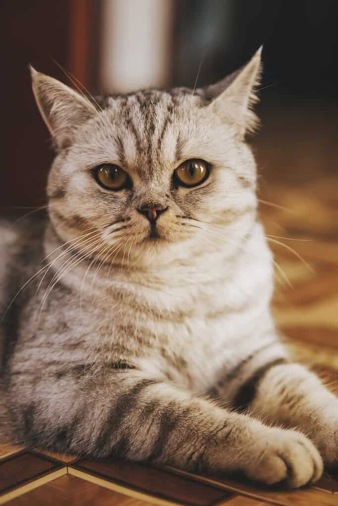 Silver tabby cat lying on a wooden floor, looking at the camera