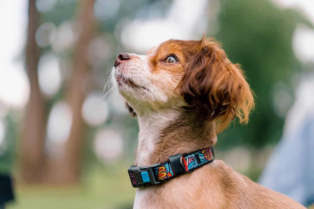 Red-and-white spaniel in a patterned blue collar looking up outdoors, blurred trees behind.