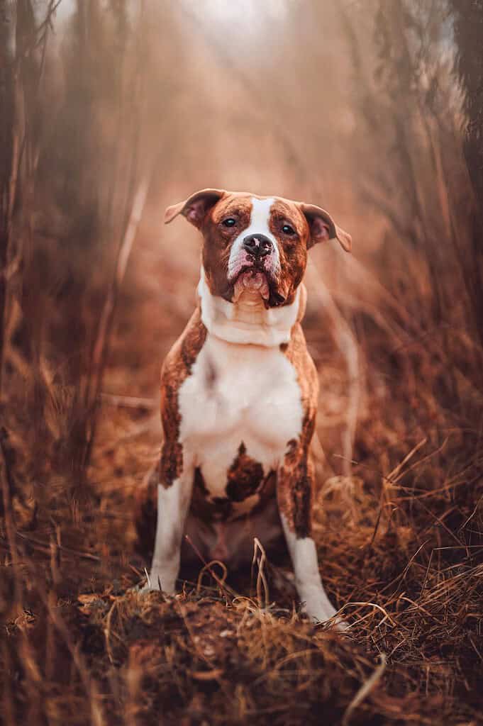 Brown brindle and white American Staffordshire type dog sitting facing camera among dry brown reeds and grass in warm hazy light.