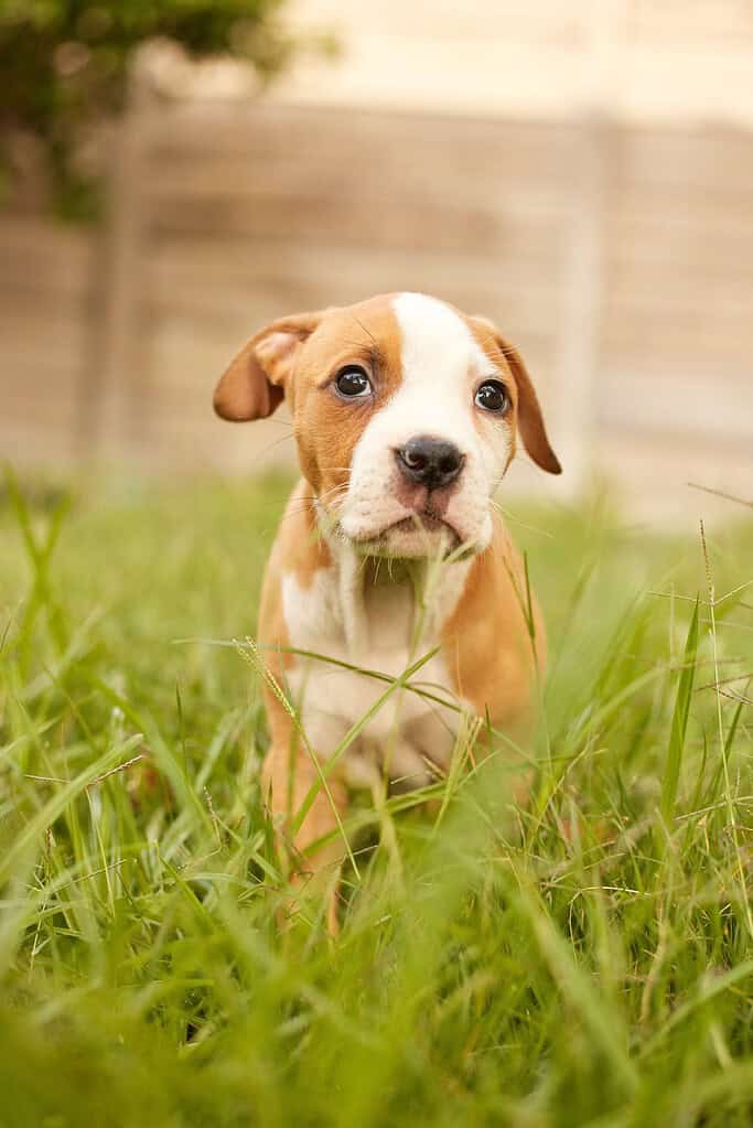 Cute brown and white puppy sitting in green grass with a wooden fence background.