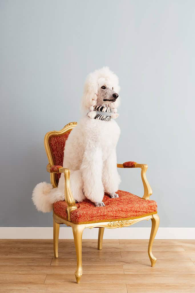 White Standard Poodle with a show clip and a zebra-print collar sitting on an ornate gold and red armchair.