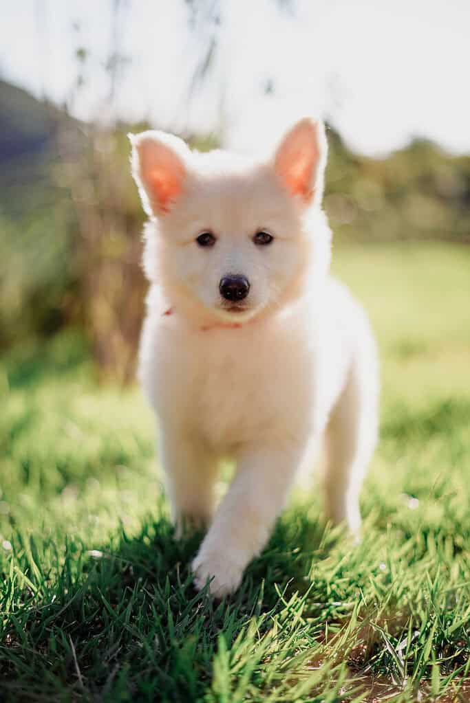 White Swiss Shepherd type puppy in a thin red collar walking toward camera through green grass in backlit sunlight.