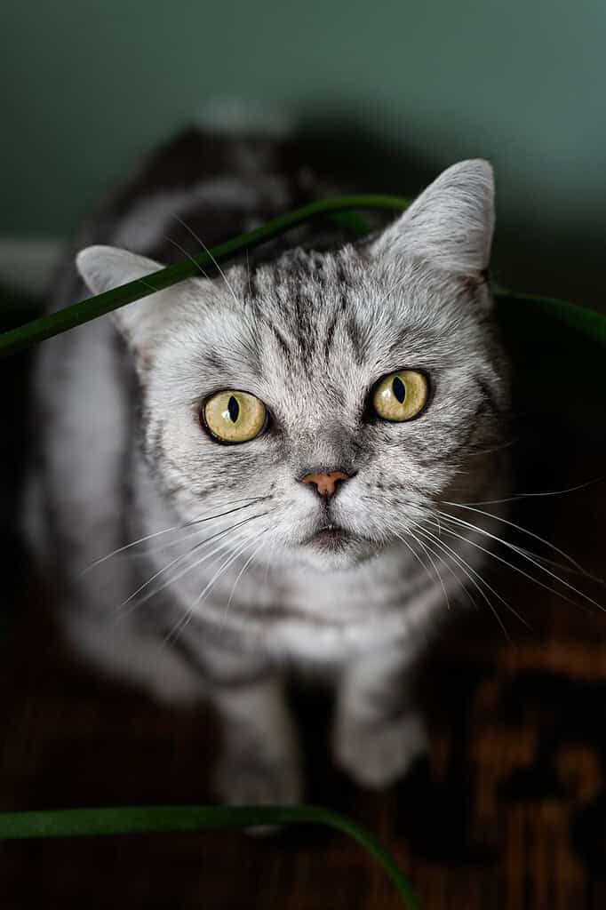 Grey tabby cat with yellow eyes looking directly at the camera.