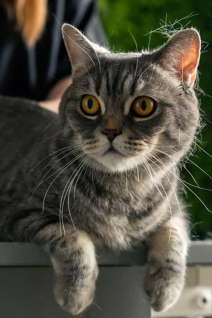 Close-up of gray tabby cat with yellow eyes and pink nose.