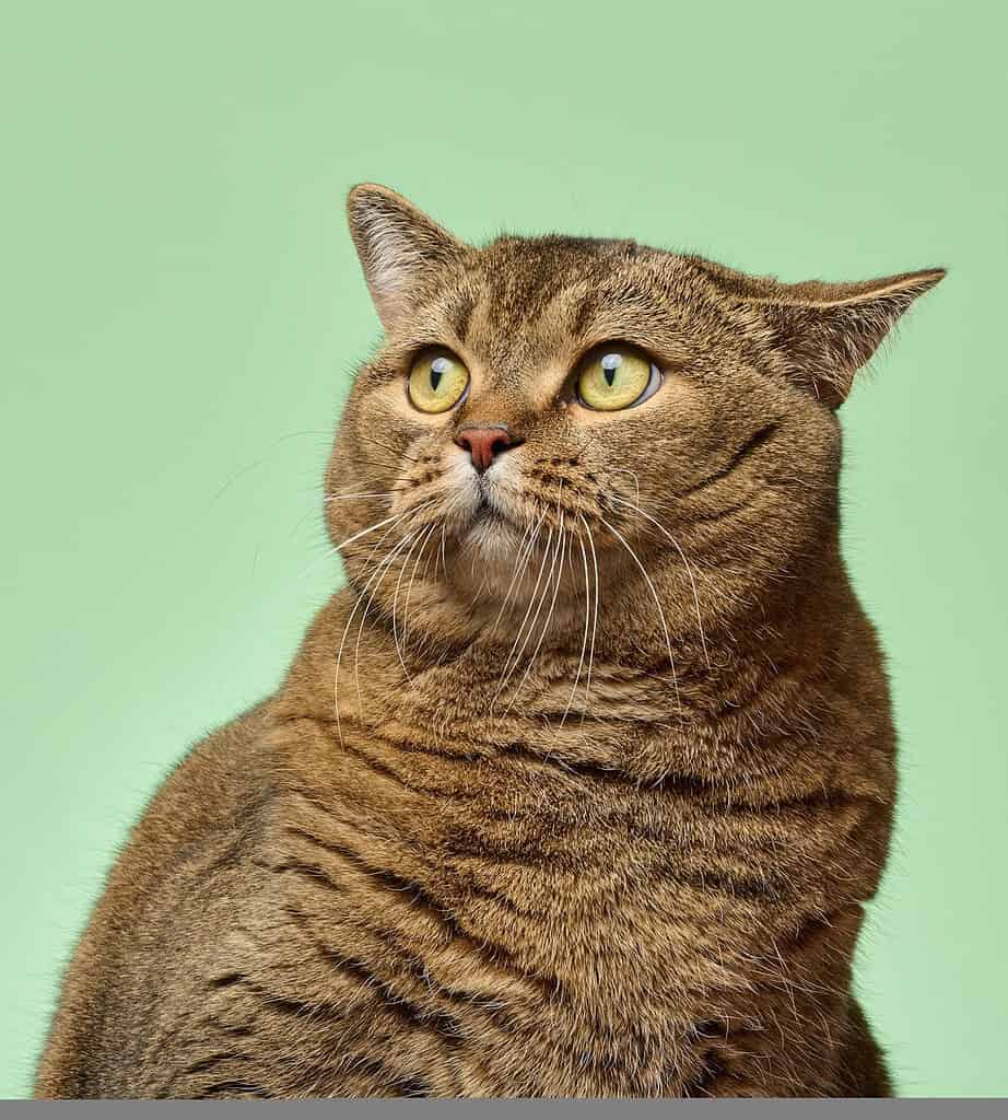 Brown tabby British shorthair-type cat with yellow eyes looking up to the right against a plain mint green studio background.