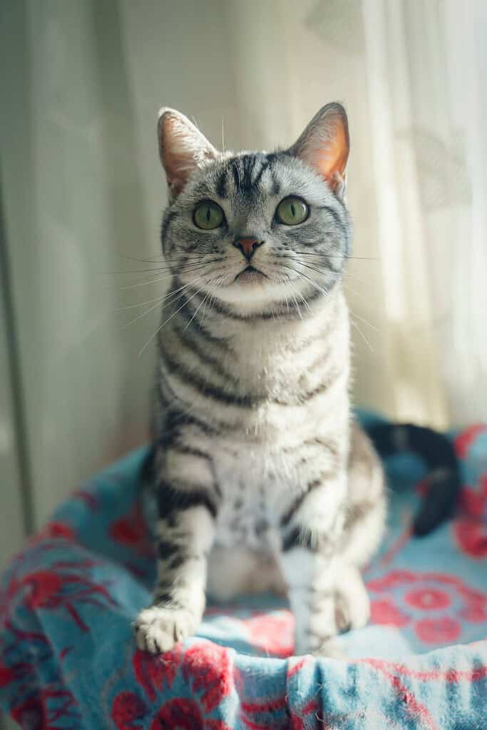 Adorable grey tabby cat sitting on a colorful blanket near a window.