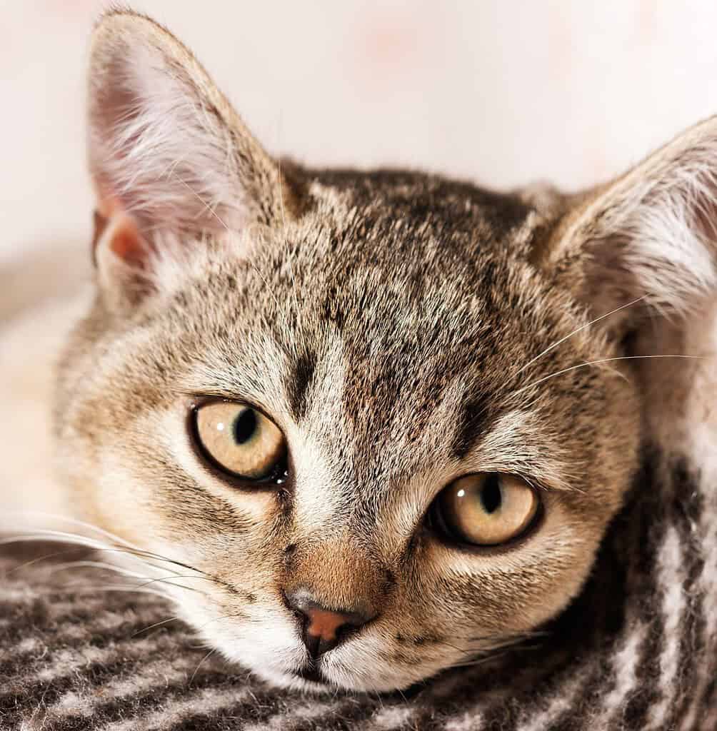 Close-up of a tabby cat's face with yellow eyes and striped fur.