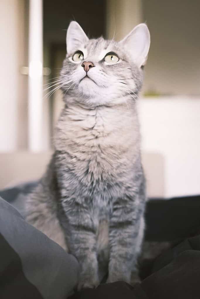 Adorable grey tabby cat gazing upward with bright eyes and alert ears.