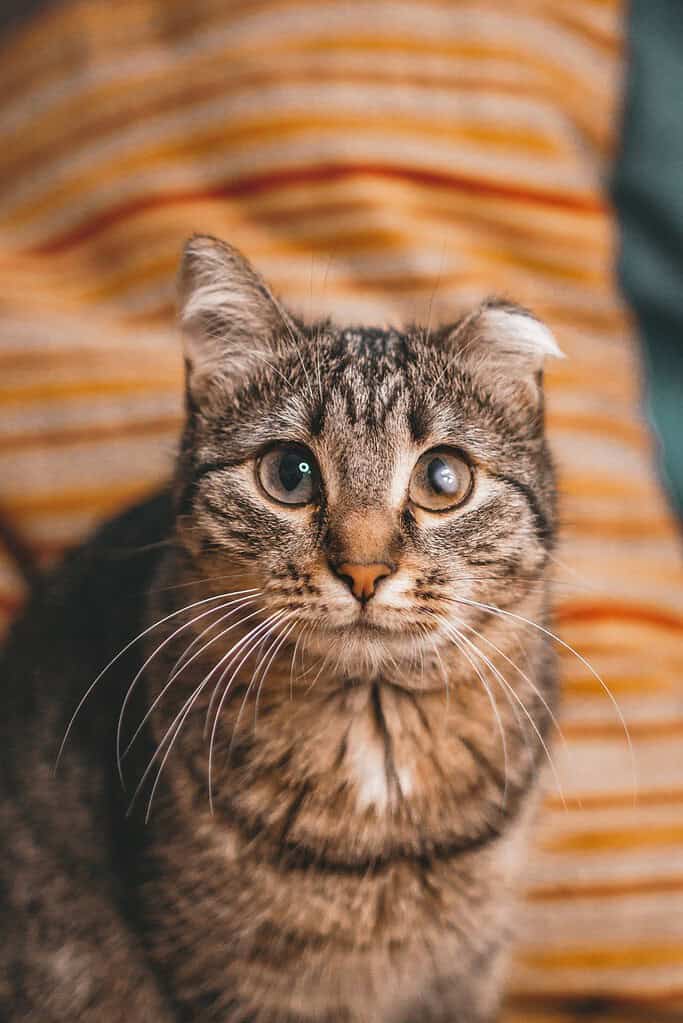 Close-up of a tabby cat with green eyes and striped fur.